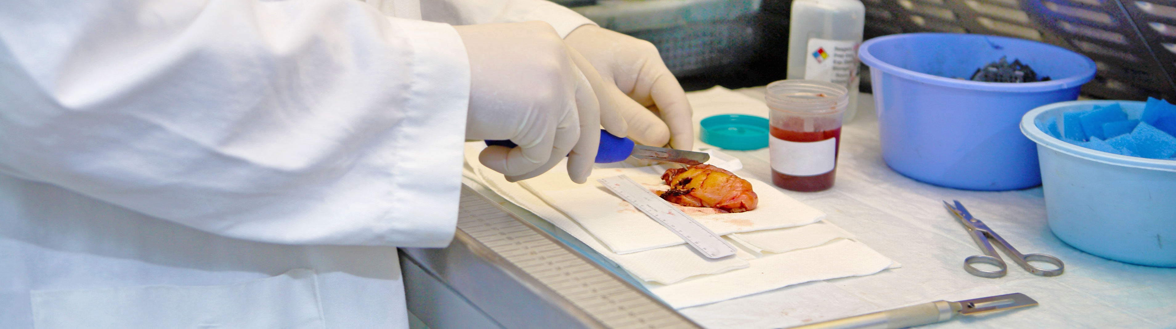 Scientist is using a scalpel to slice open an organ.